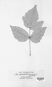 Phragmidium rubi-geoidis image